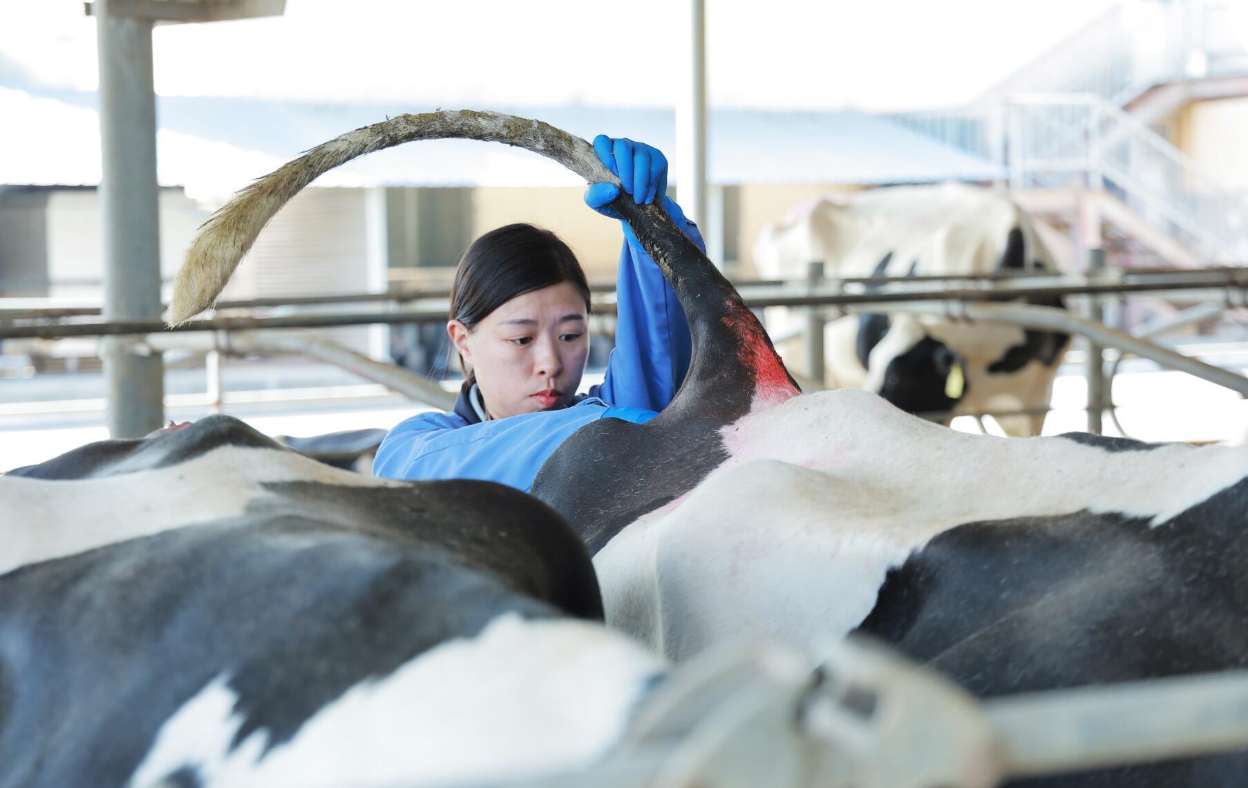 【中国梦·黄河情】有好草才有好奶！探访利通区五里坡奶牛生态养殖基地-宁夏新闻网
