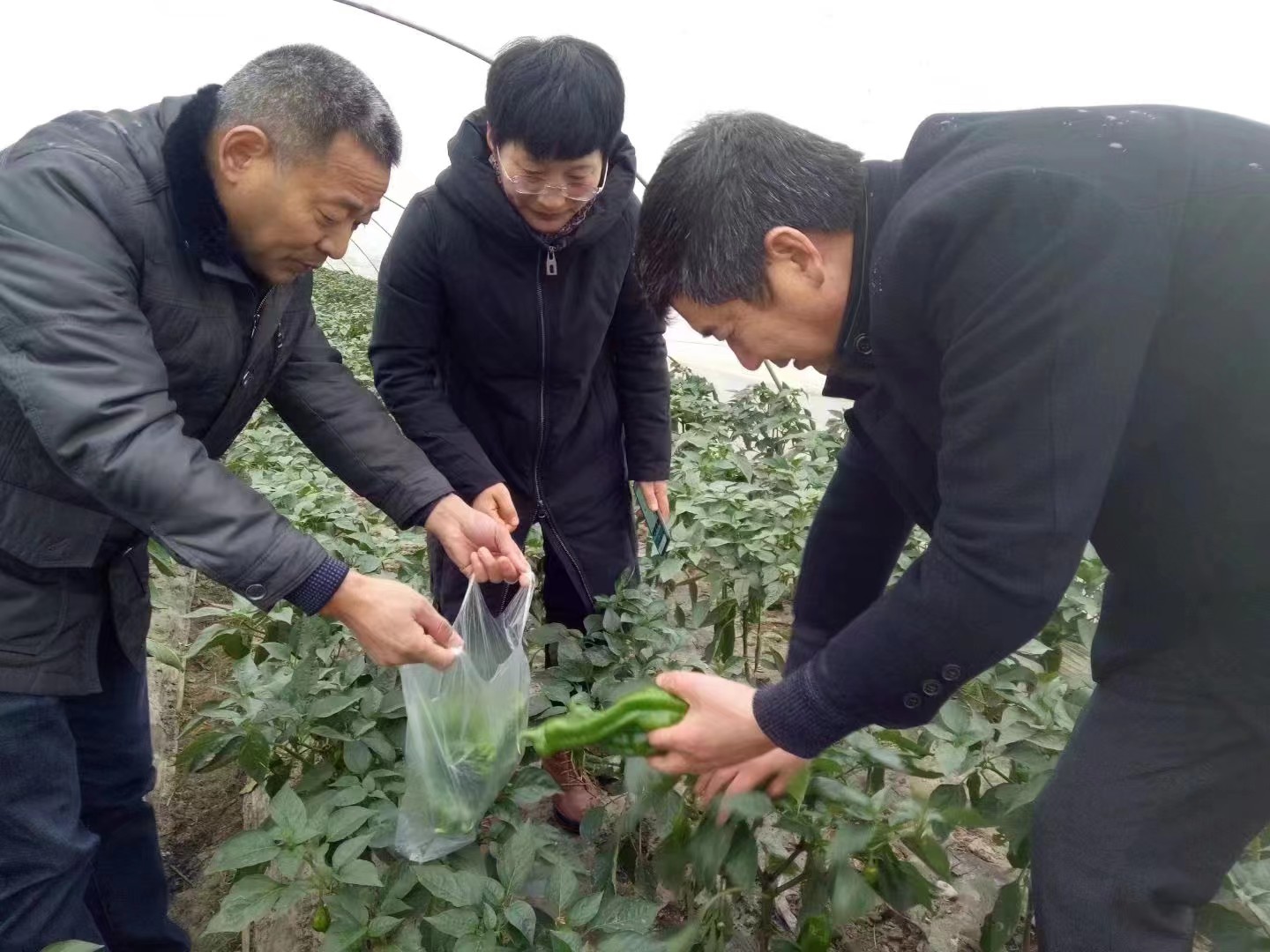 田头传技