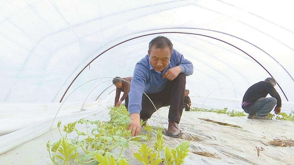 建亮家庭农场大棚里西瓜藤蔓长势正盛